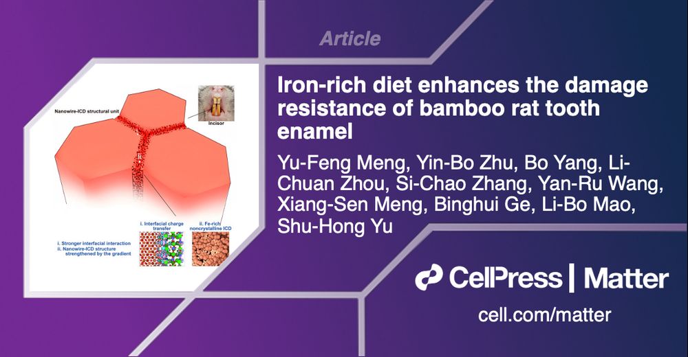 Article: Iron-rich diet enhances the damage resistance of bamboo rat tooth enamel by Yu-Feng Meng, Yin-Bo Zhu, Bo Yang, Li-Chuan Zhou, Si-Chao Zhang, Yan-Ru Wang, Xiang-Sen Meng, Binghui Ge, Li-Bo Mao, Shu-Hong Yu. Cell Press, Matter, cell.com/matter.