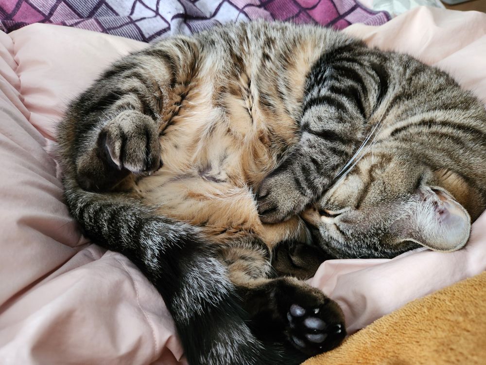 1枚目の子猫の現在の姿(3歳半)。手足も太く胴回りは競輪選手の太ももくらいありそうな巨猫が仰向けに寝て腹を見せている。