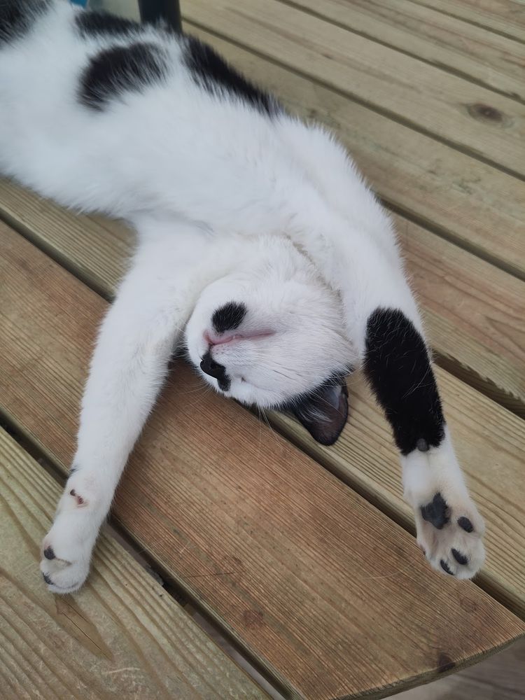 A white cat with black marking including a little chin patch on a wooden table surface. Cat is stretching out front paws and twisted as sleeping cats are wont to do