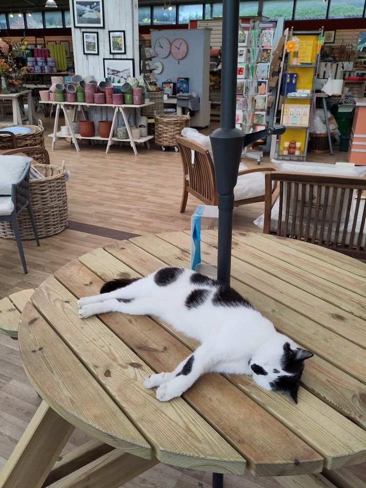 A white cat with black markings snoozing on a wooden garden table in a shop full of garden things.