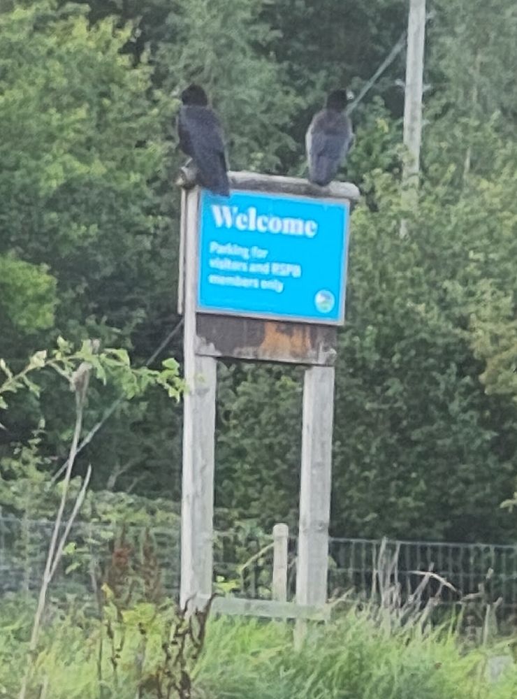 Two rooks sitting on a "Welcome" sign to the RSPB reserve