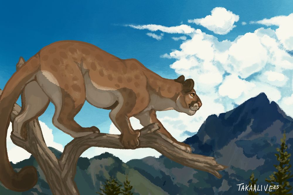 a spotted mountain lion perched on a branch overlooking a mountain valley