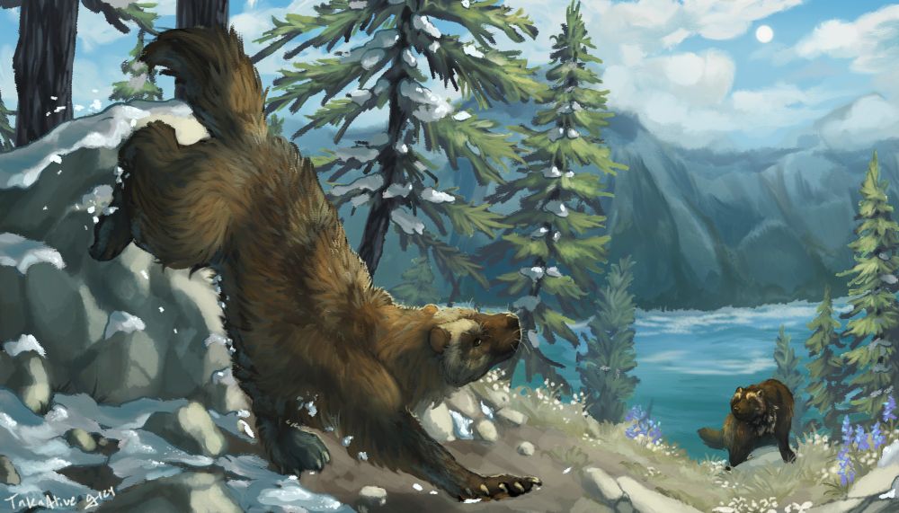 drawing: two wolverines on a grassy slope overlooking a lake and mountains. snow is melting and purple flowers are sprouting up around them in between trees and rocks
