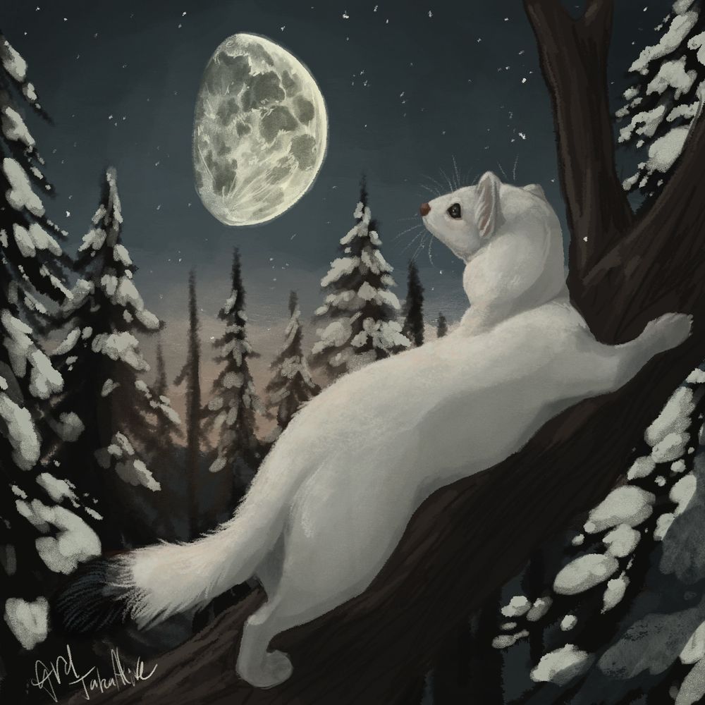 Drawing of an ermine on a branch looking at the moon surrounded by snowy trees