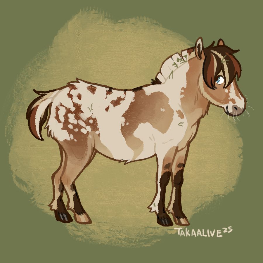 a little fjord pony with white pinto stripes and appaloosa spots with a green background