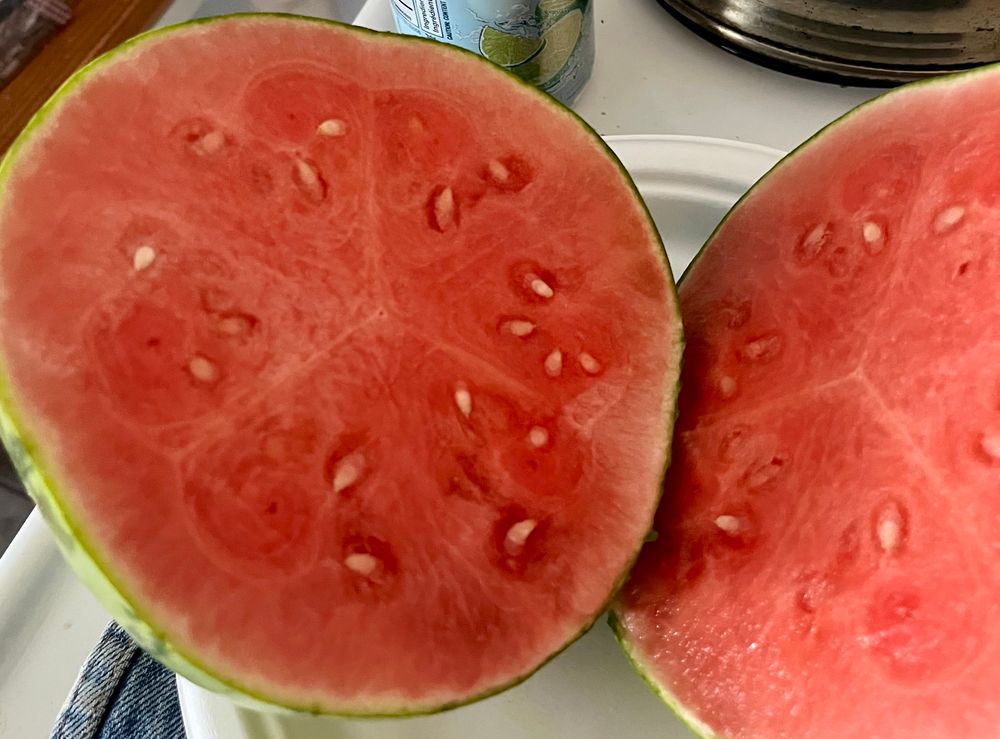 A close up of a tiny watermelon that’s been split in half. The rind including the skin and white part is comparatively as thick as a mandarin orange peel. It’s all red ripe watermelon with a thin green rind. 