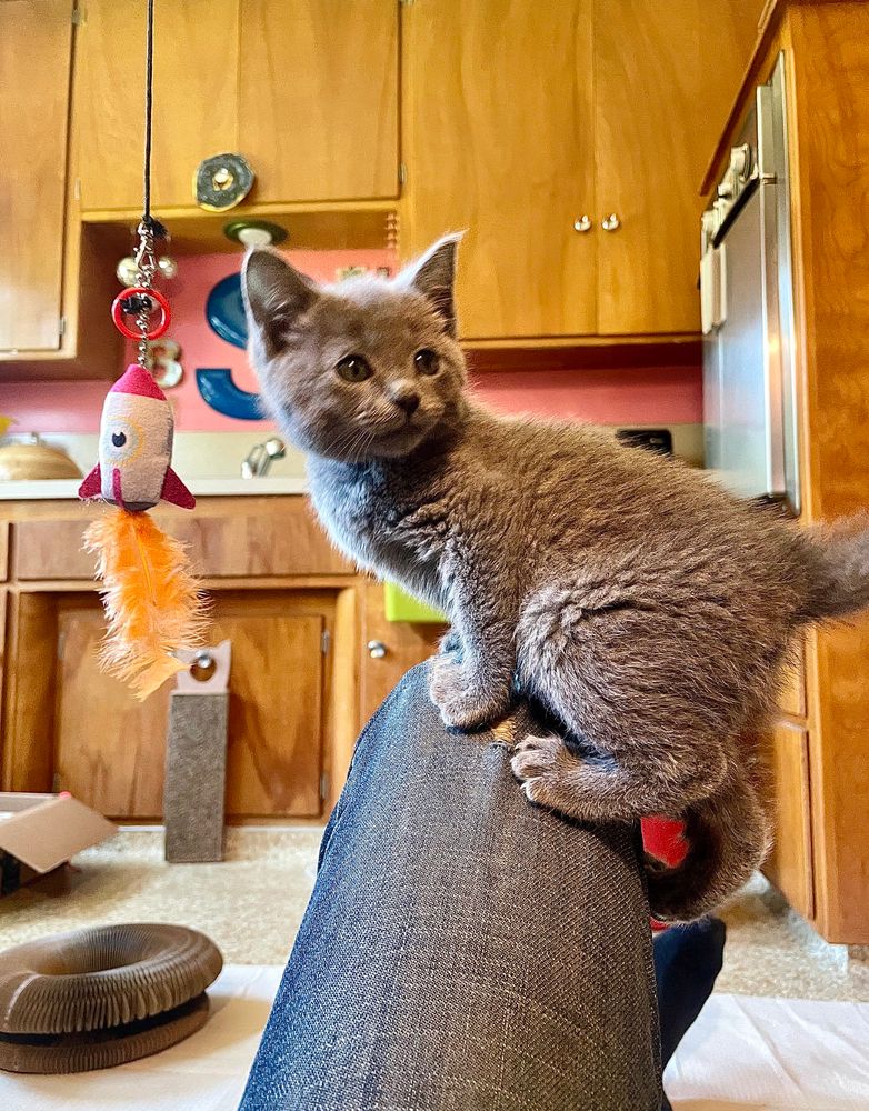 Kitten perched on human knee
