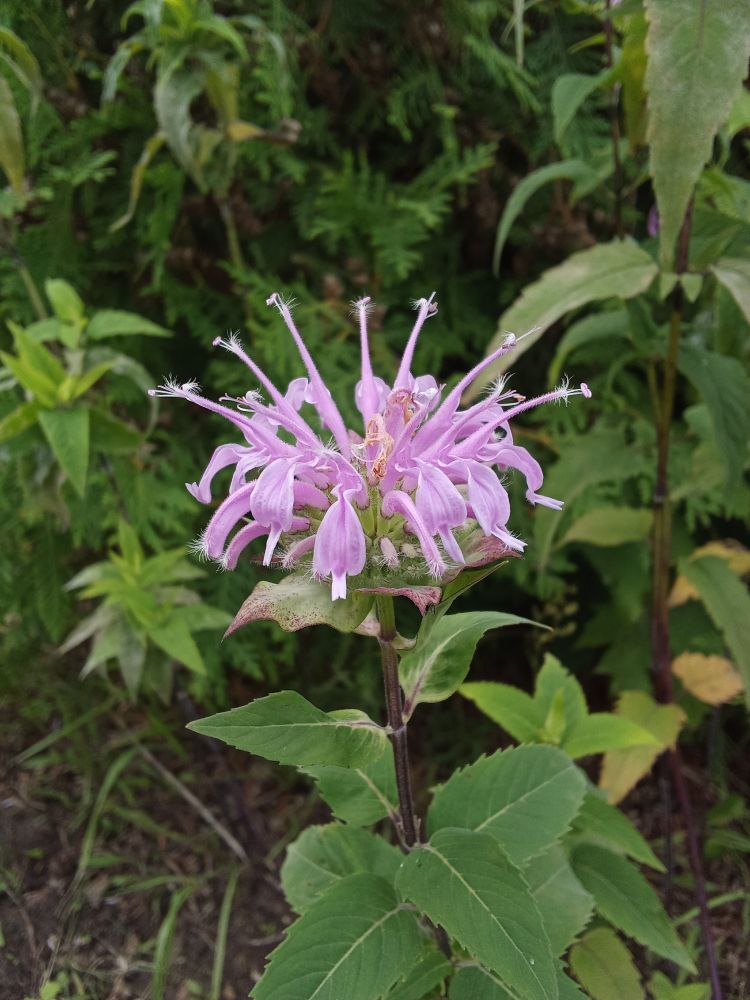 closeup of the same flower, its petals are thin and heart shaped, collected in a big bulb and spreading out, with the central petals standing up and the rest curved down