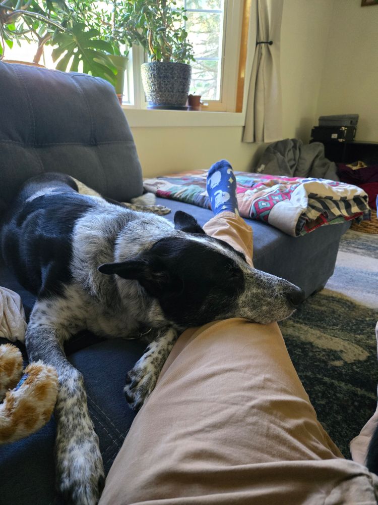 A blue heeler border collie mix lays on a blue couch next to someone's leg. He had his chin resting on the person's leg.