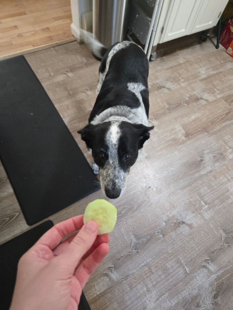 The cucumber has now gotten closer to the blue heeler border collie mix