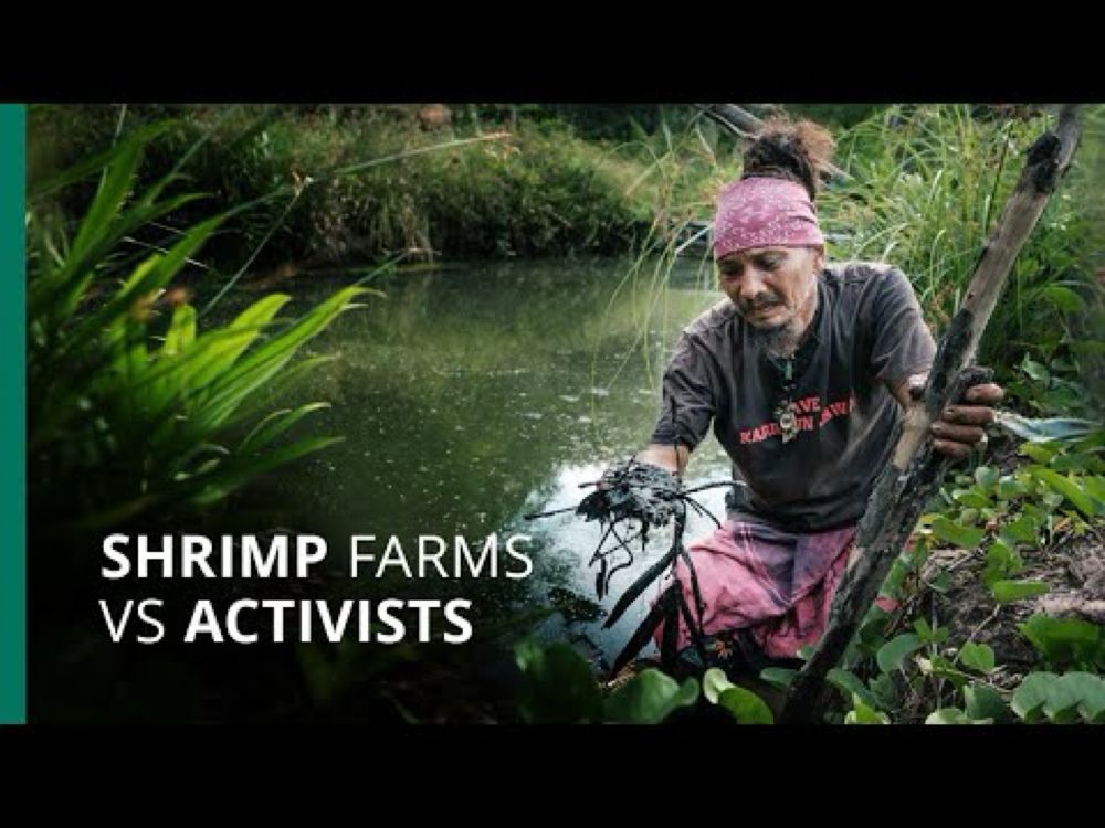 Java activists risk jail for exposing shrimp farm pollution crisis