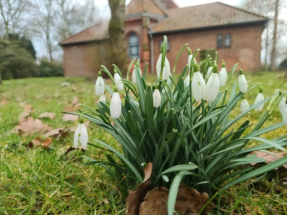 Eine Nahaufnahme von Schneeglöckchen vor meinem Wahllokal.
