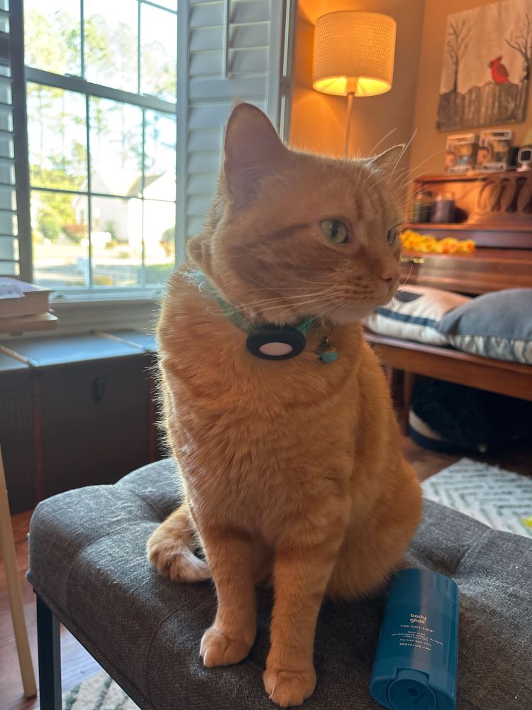An orange cat sits on a dark blue foot stool waiting for his human to pet him 