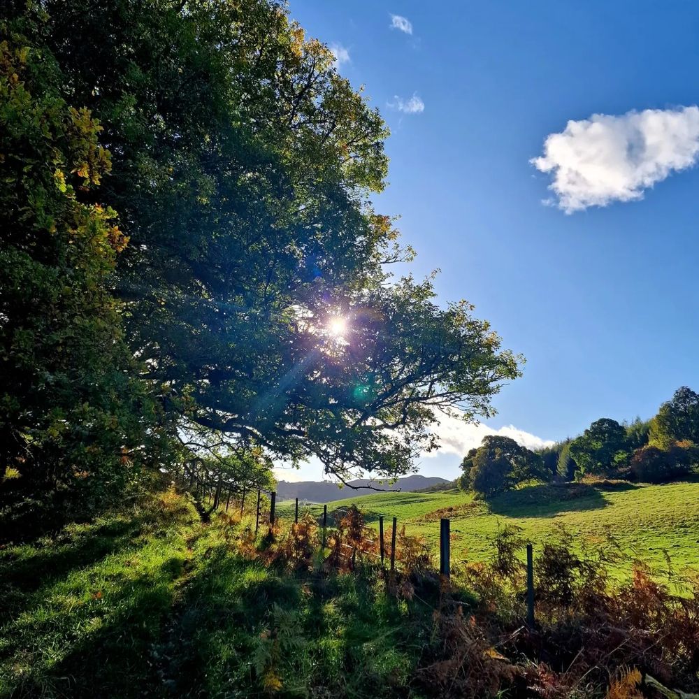 a picture of rolling, green fields with bracken patches. The sun is low but bright, casting shadows through a large oak in the foreground and the sky is blue and clear