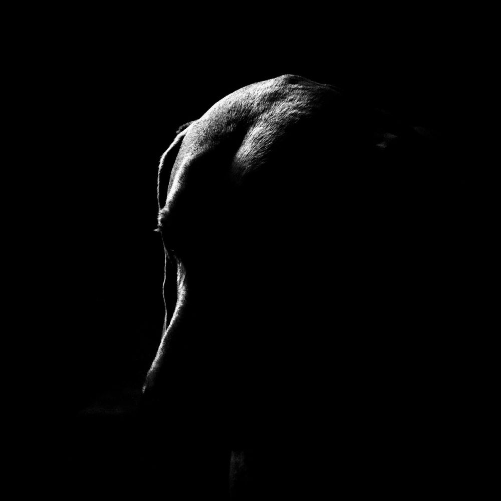 a low light high contrast black and white picture of a weimaraner