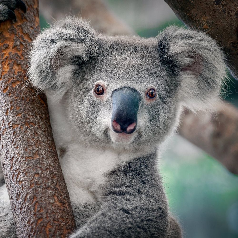 A koala
