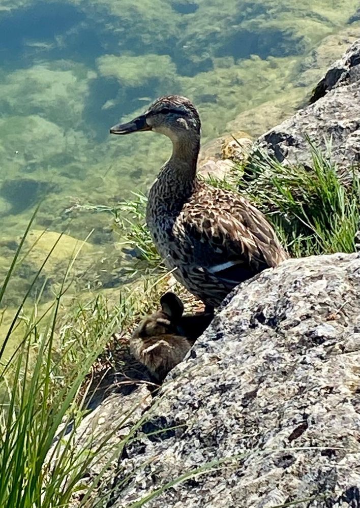 Eine Stockente steht vor einem Stein am Seeufer und blickt aufs Wasser. In ihrem Schatten liegen drei junge Entlein.
