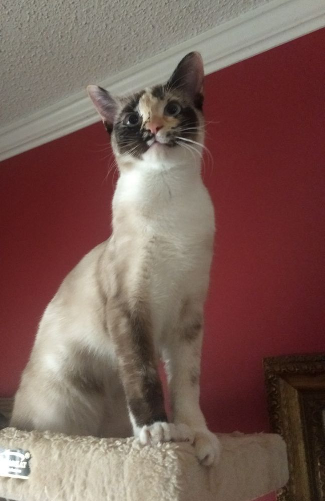 Calico was dark face mask and one dark front leg, posed atop a cat tree against a dark rose wall with eyes gazing off toward the other side of the room .
