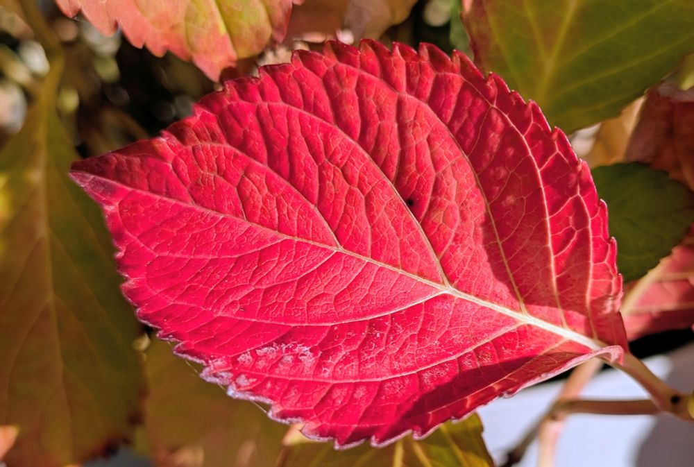 Einzelnes rotes Blatt mit gezacktem Rand und weißen Stengeln vor einigen braunen Blättern 