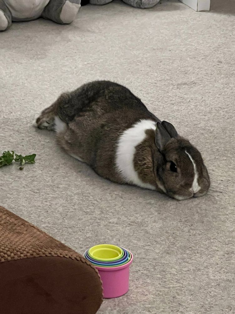 Brown and white rabbit lying down at full stretch, with her chin on the ground and her back legs stretched out behind her. She looks deflated!