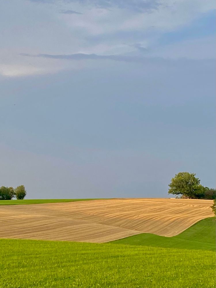 Landschaft. Im Vordergrund grüne Wiese, mittig ein abgeerntetes gelbes Getreidefeld, oben blauer Himmel. 