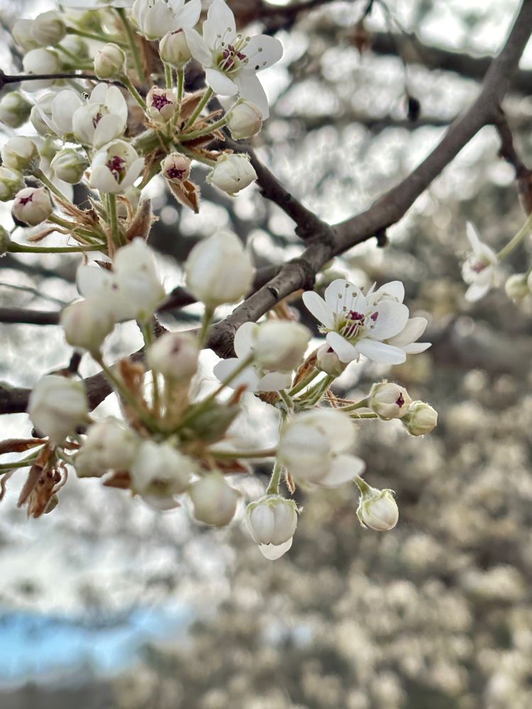 Beautiful tiny white cherry blossom clusters on a tree. Photograph has a shallow depth of field so the background blossoms are out of focus. A small bit of
blue sky peeks through. 