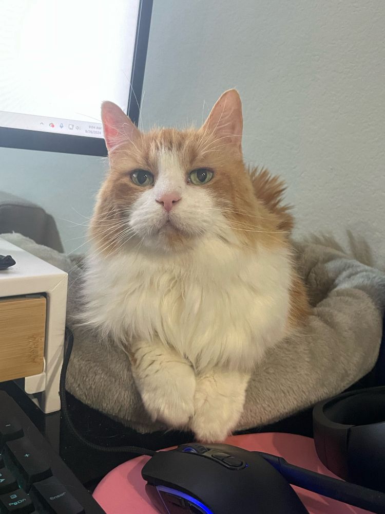 orange and white domestic longhair cat looking at the camera on a desk