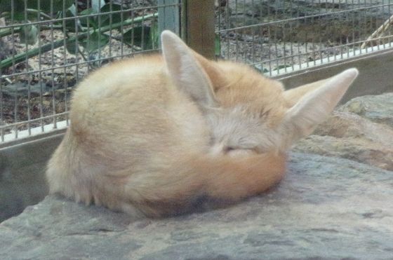 Ein Wüstenfuchs liegt zusammengerollt auf einem Stein vor einem Gitter, er hat die Ohren im Schlaf weit Aufgestellt, Das Fell sieht sehr flauschig und weich aus.