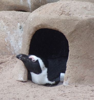 Ein Pinguin ragt liegend aus der Höhle und guckt uns demonstrativ nicht an.