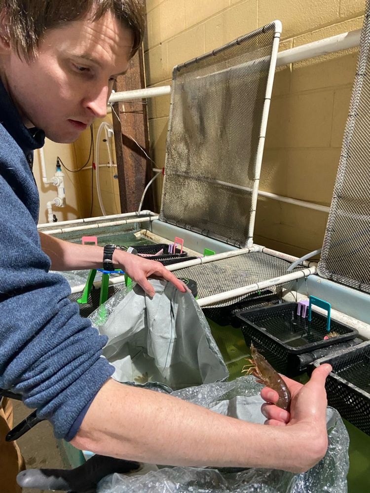 Guy in blue sweater holding a shrimp over a large recirculating system. 