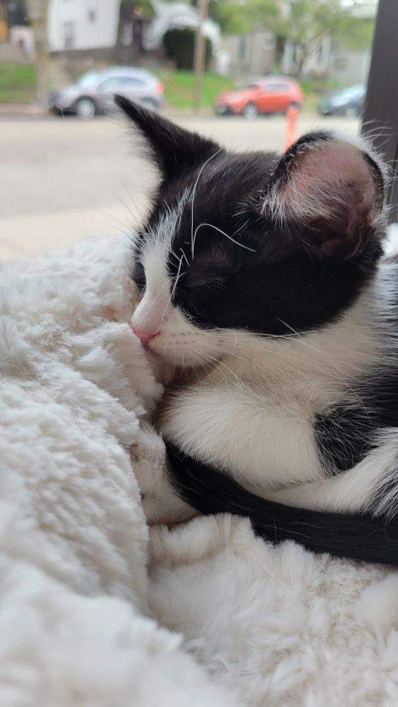 Sleepy tuxedo kitten Forepaughs.