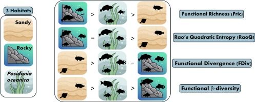 This graphical abstract shows three marine Mediterranean habitats (sandy bottoms, rocky reefs and Posidonia oceanica seagrass meadows. Each of them has a different fish community. We also mention the functional trait metrics we used to assess the functional diversity of the fish community in the 3 different habitats; these metrics are: Functional Richness, Rao's quadratic entropy, functional divergence, functional b-diversity
