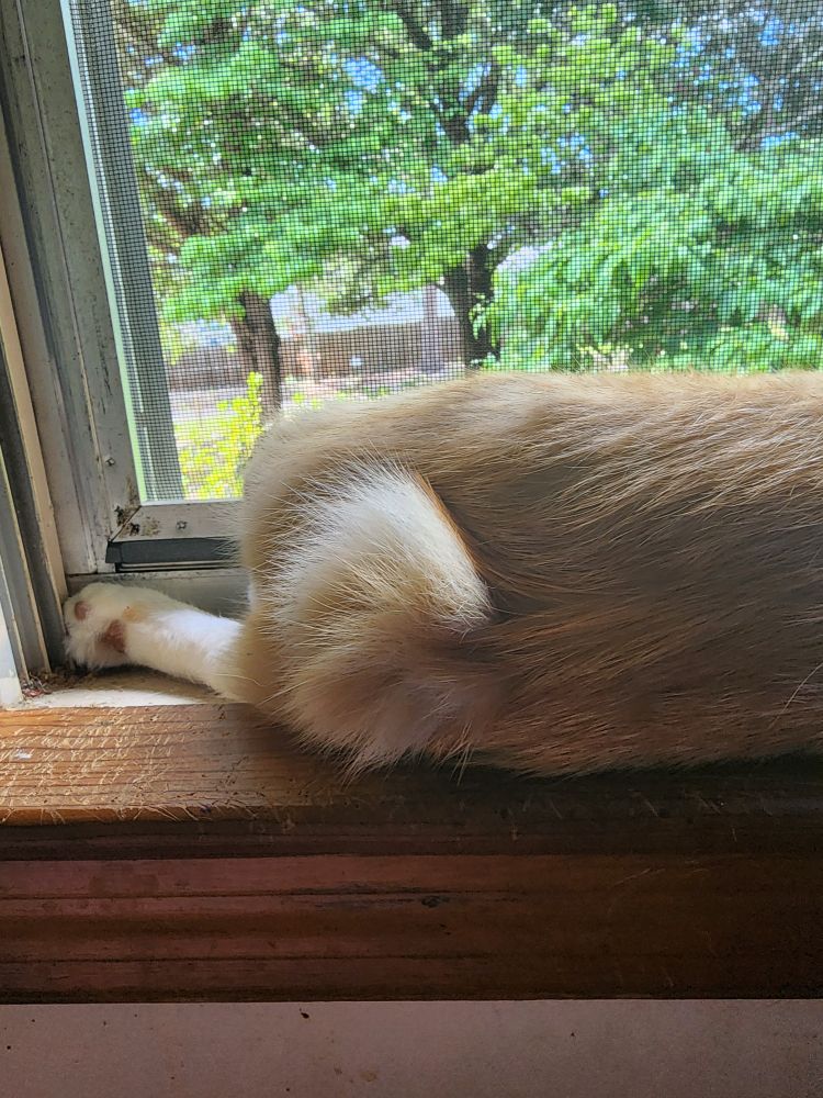 Pete, the orange and white cat, is relaxing on his windowsill. This picture shows his lower back, tail, and one hind paw. The background is my brilliantly lit front yard full of foliage. 