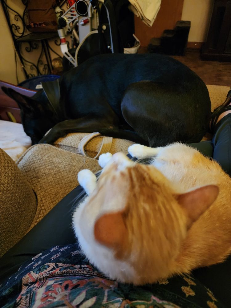 In the foreground, on my lap, Pete the orange and white cat is looking up at a lightning flash outside. In the background, on the ottoman next to my feet, is Shadow, the big black dog. 