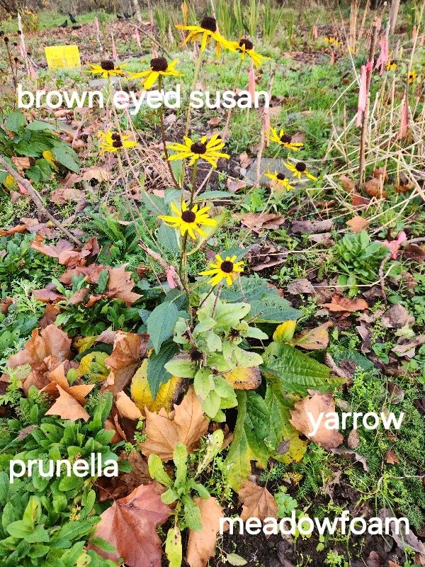 Late fall in new pollenator garden with rudbekia, prunella, yarrow and meadowfoam.