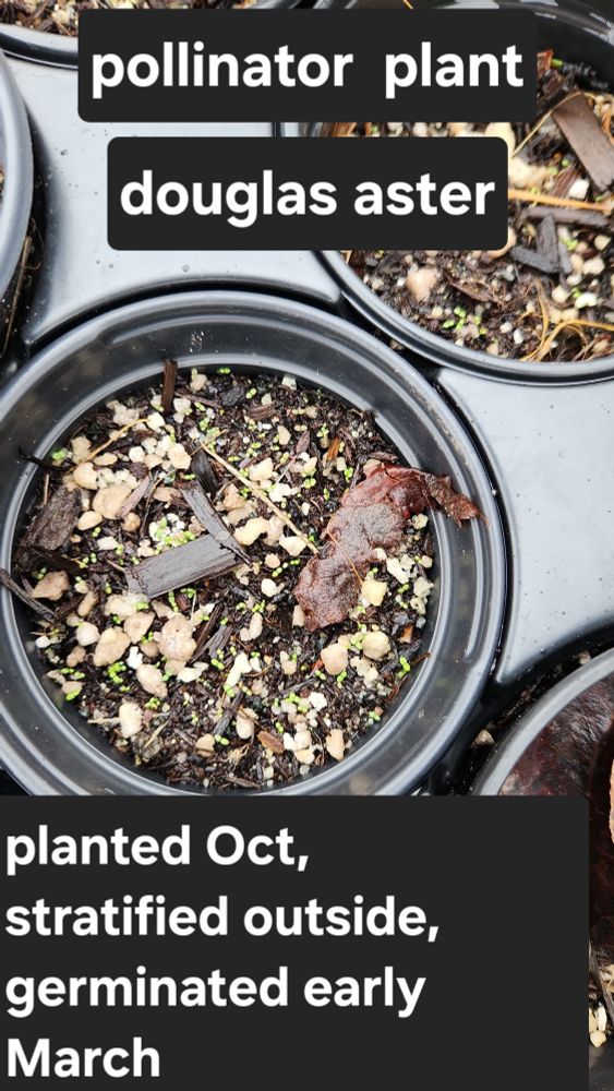 Zillion of salt-sized green dots of sprouting Douglas aster seeds