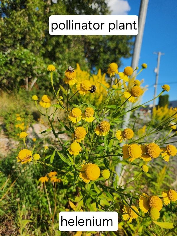 Helenium and goldenrod
