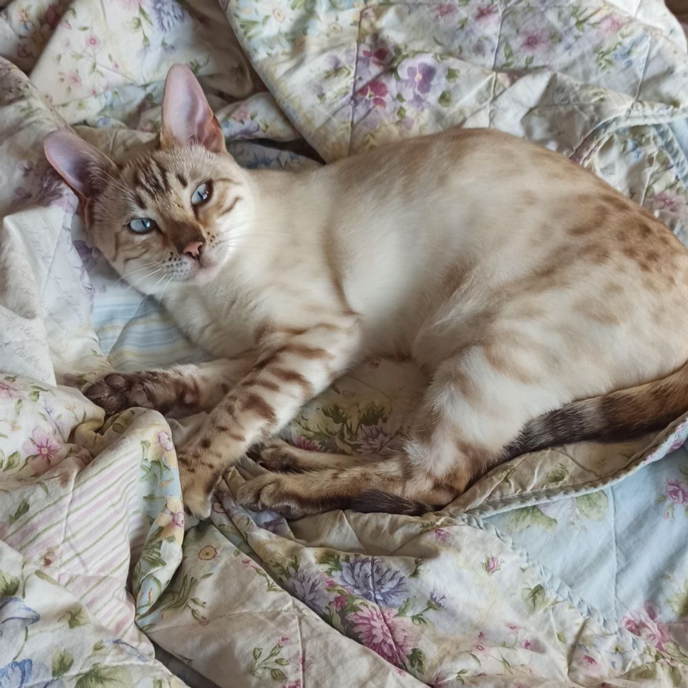A white and brown cat with blue eyes lying on a patchwork quilt