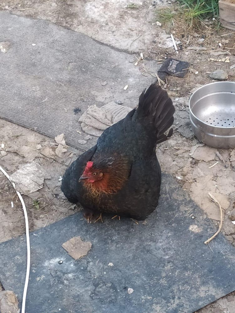 A black hen with a gorgeous orange outline on her throat feathers is sitting almost loaf-style, her wings a bit puffed out towards the front.  Under her breast is about 3, maybe 4 chickie feet. 

Unimportant background stuff if you're interested: she's sitting in dry dirt, with a layer of cardboard faintly visible. A black rubber mat on the foreground, a steaming pot in the background, a black sick becoming earth and a carmat back-left where I kept slipping in mud over the winter. 