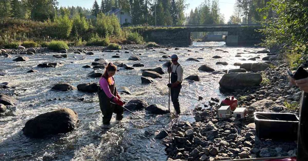 Hiitolanjoki on virrannut vapaana vasta yhden kesän – jo nyt sata vuotta odottaneet lohet ovat palanneet