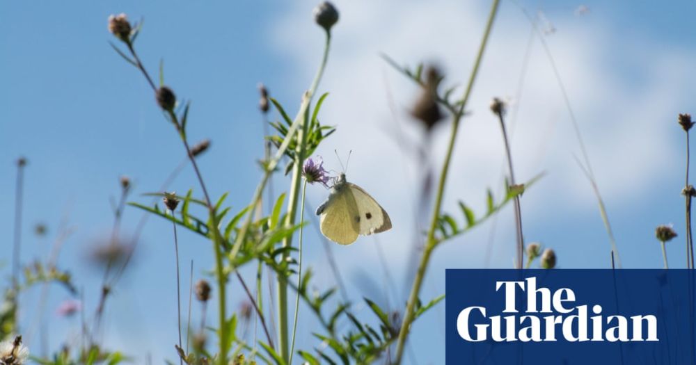 Ministers mount last-ditch attempt to save EU laws on restoring nature