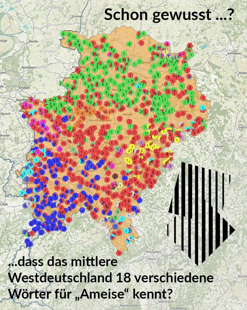 Preview-Wortkarte für das Wort Ameise © DMW-Projekt 2025; Carstensen 2022