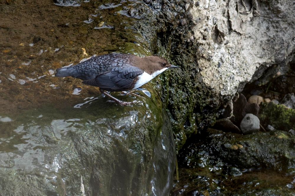 Black-bellied Dipper
