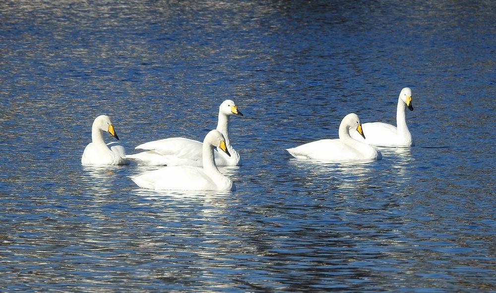Whooper Swans