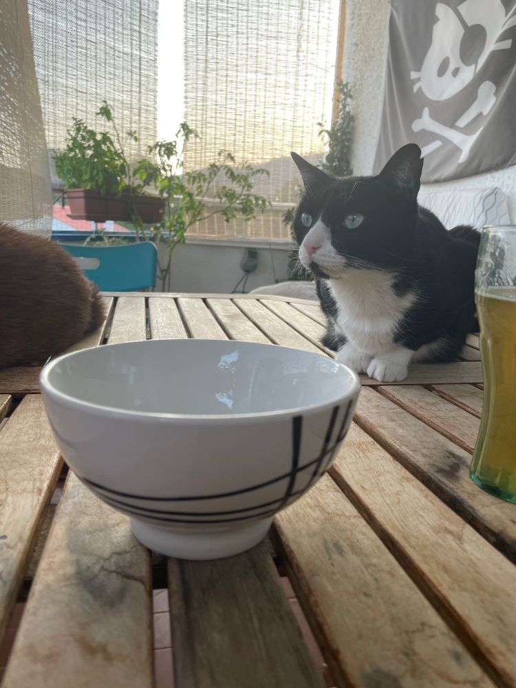 Foto d yen bol vacío. Se ve el culo de mi gato Rufi y a Fermín 