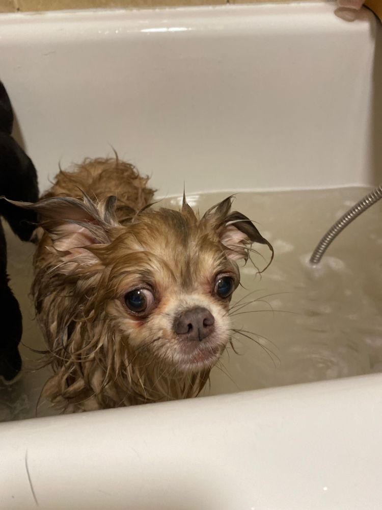 George the chihuahua in the bath. He looks regretful. 