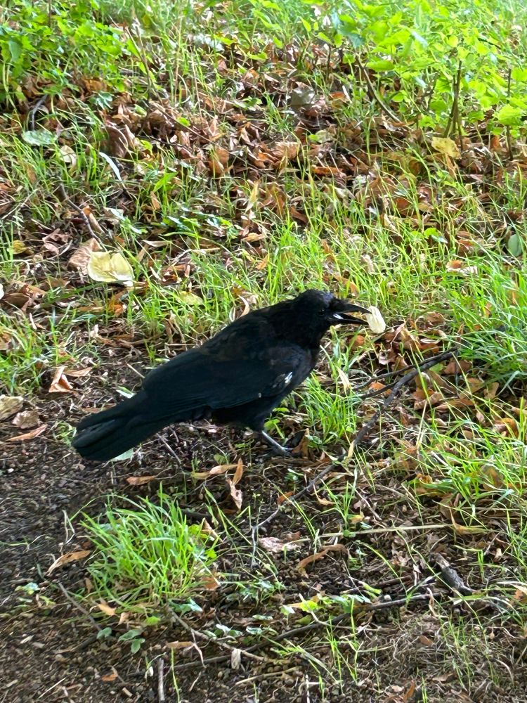 Eine Krähe am Boden hält eine Erdnuss im Schnabel. Um sie herum ist Gras.