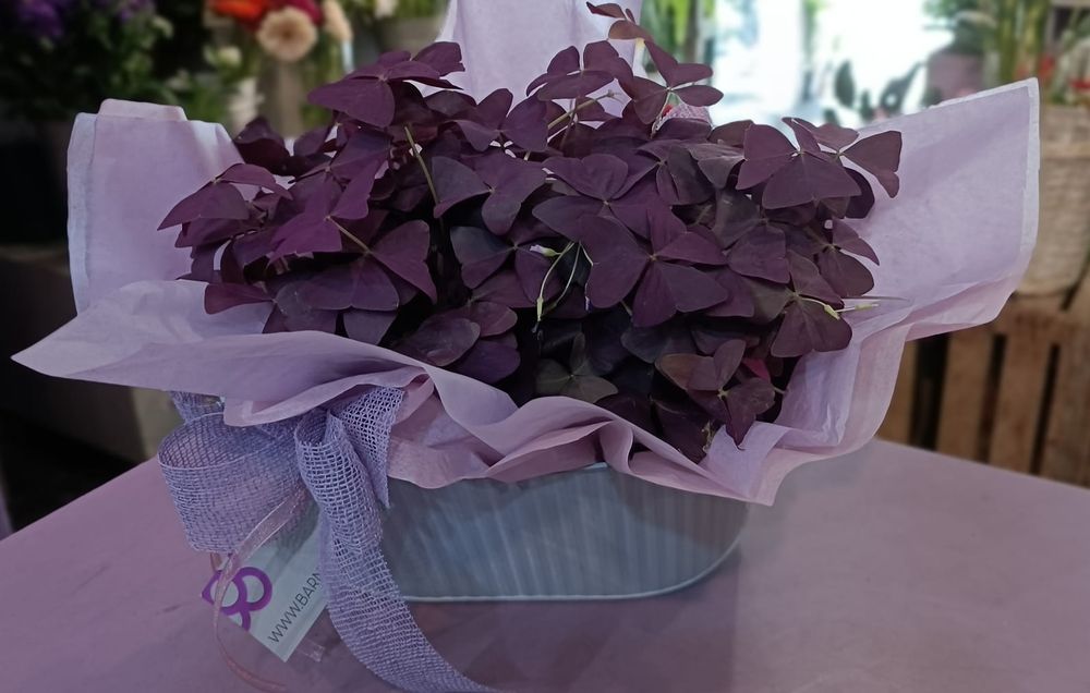 El Oxalis, es una variedad de planta, que sorprende por el bonito color de sus hojas, que contrastan con el blanco de sus flores.
La encontrarás en nuestra floristeria de Barcelona.