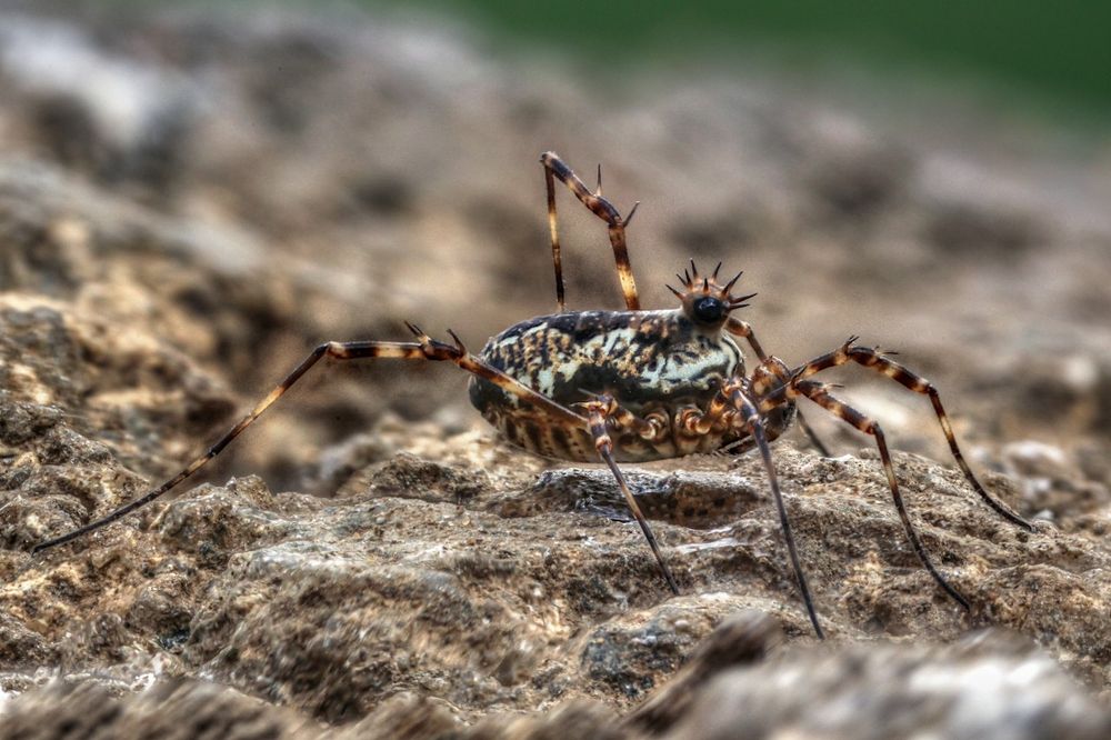 #harvestman #megabunus #nescotland #scotland #ukwildlife