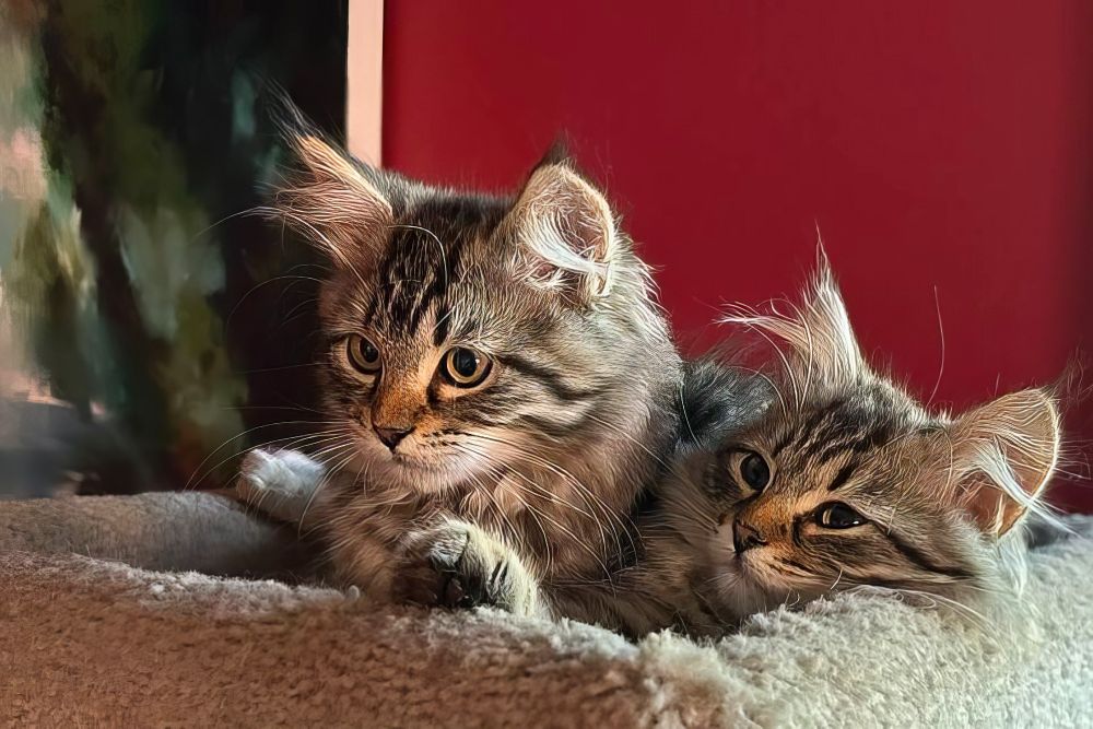 Leo and Natasha - my two Siberian cats